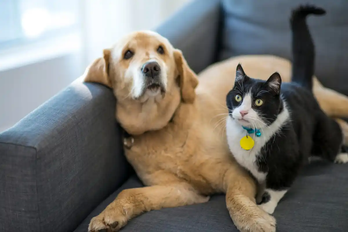 Animali-domestici-in-vacanza