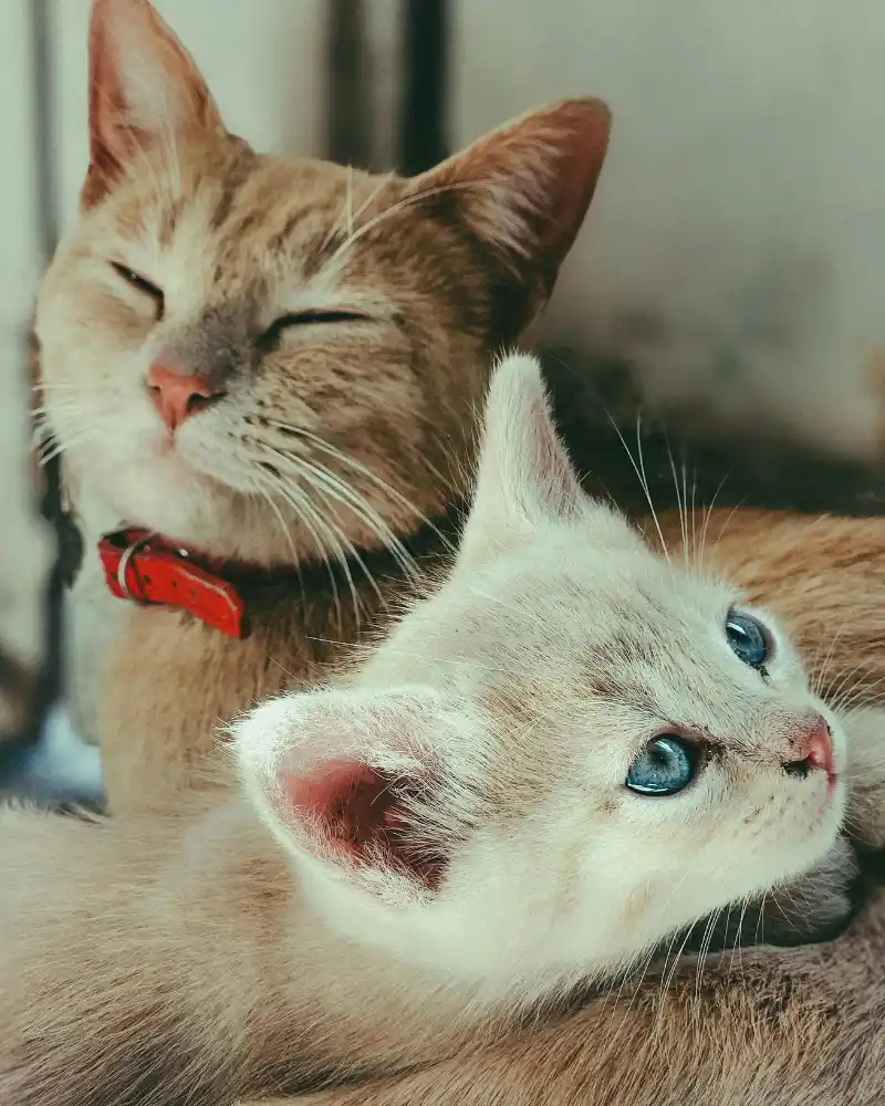 Animali-domestici-in-vacanza-come-gestire-gli-imprevisti-di-salute-e-i-danni-a-terzi